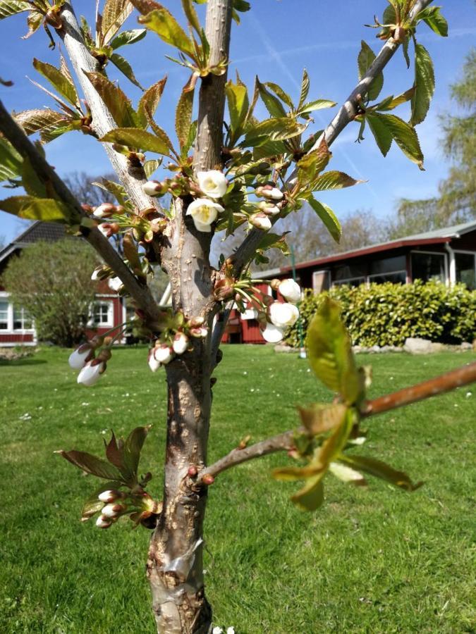 Schwedenhaus Lägenhet Kessin Exteriör bild